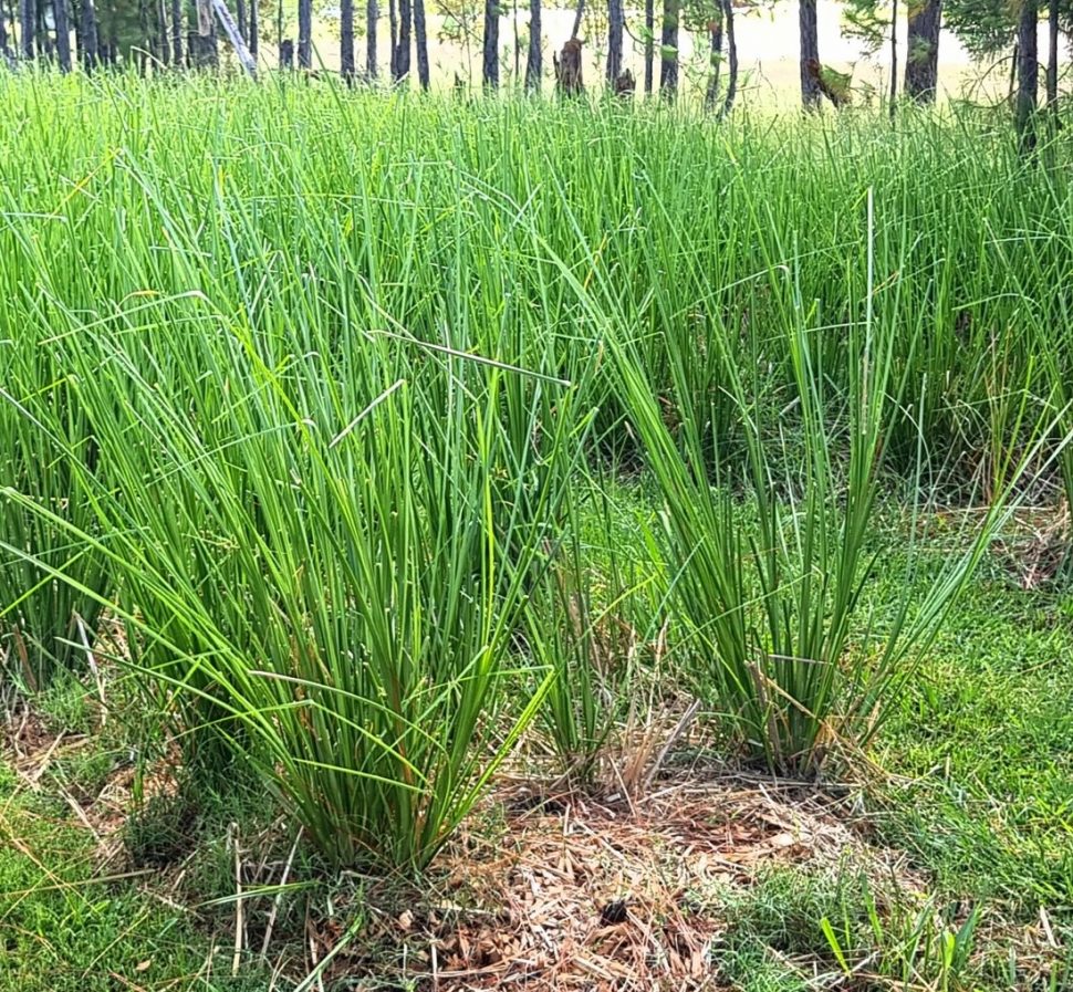 Vetiver grass supplied by Total Green Solutions