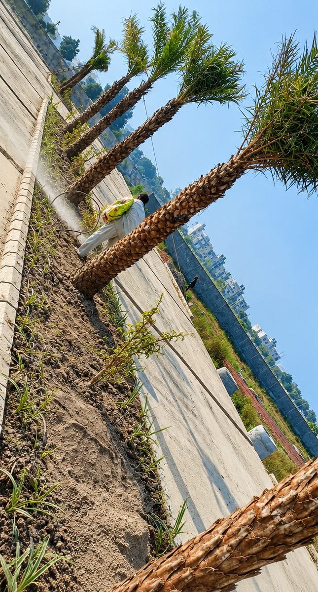 Green Grass Landscape Contractor in Bahadurgarh