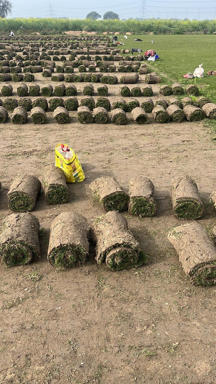 Why Madhya Pradesh is a Thriving Hub for Landscaping