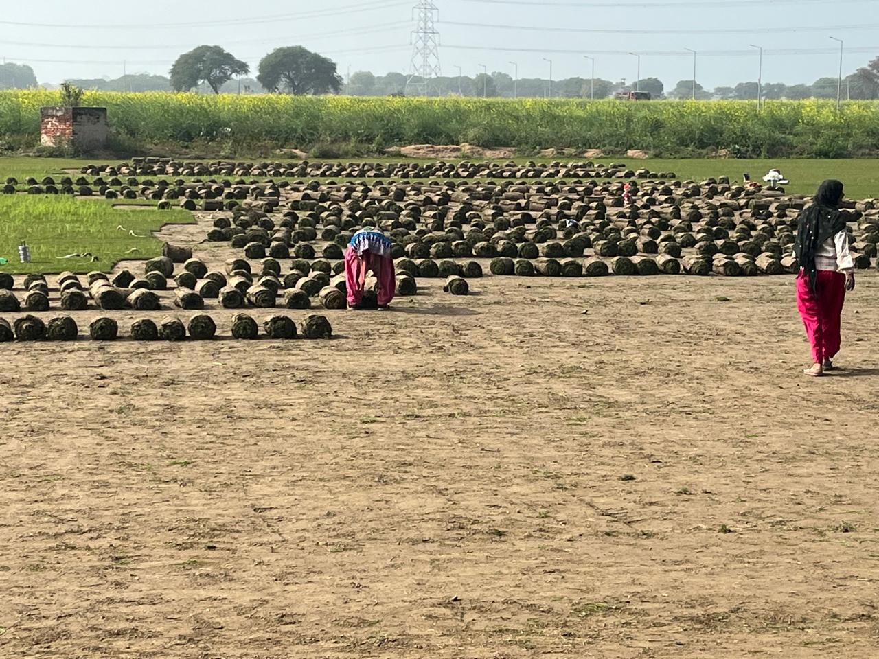 Long-Term Landscape Maintenance Contracts in MP
